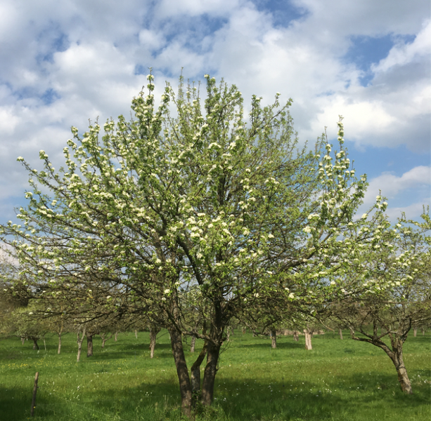 Streuobstwiesen-Obstbaum in voller Blüte