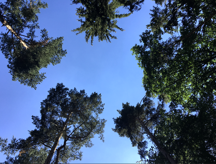 Bäume im Sommer von unten fotografiert