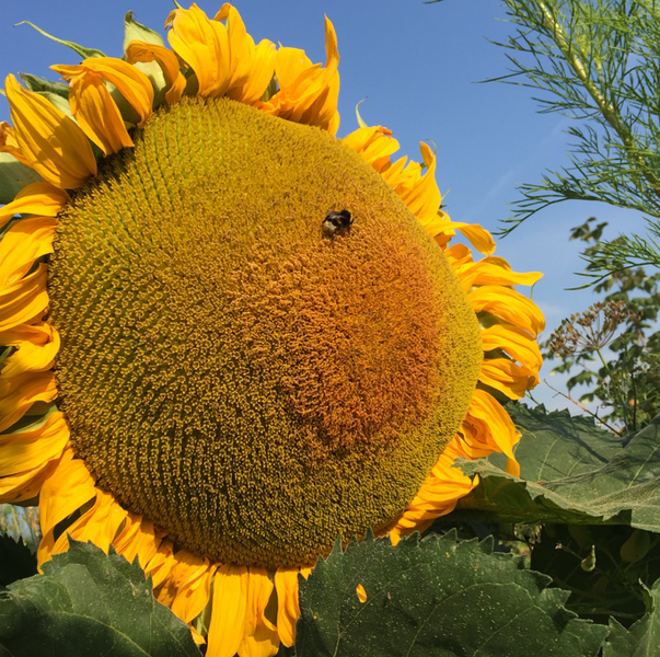 Sonnenblume mit Hummel