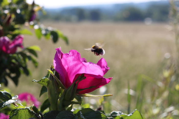 Heckenrose mit Hummel