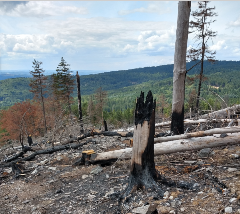 Verkohlter Wald nach dem Brand am Altkönig vom 16. Juli 2023
