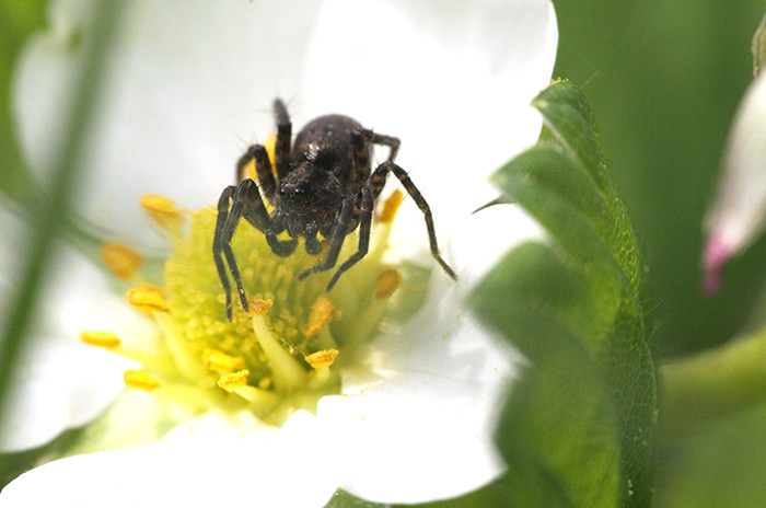 Zu sehen ist eine Makroaufnahme. Auf einer weißen Blüte sitzt mitten auf den gelben Staubgefäßen in der Mitte eine kleine schwarze-braune Spinne.