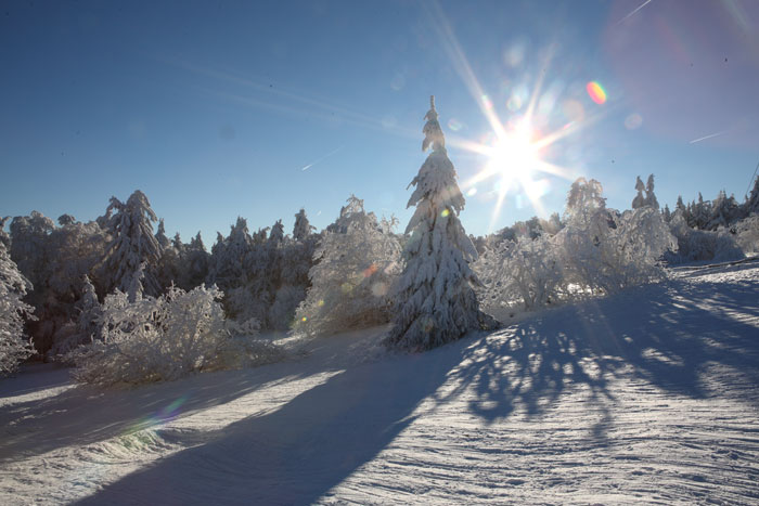 Es ist ein Winterfoto zusehen vom Feldberg im Taunus. Blauer Himmel mit Sonne die Strahlen wirft. Im Hintergrund ist eine verschneite Waldlinie zu sehen.Im Vordergrund ist eine verschneite Fichte zu sehen. Daneben sind verschneite kleinere Büsche zu sehen. Ganz vorne befindet sich ein Stück verschneite Wiese mit Fußstapfen.